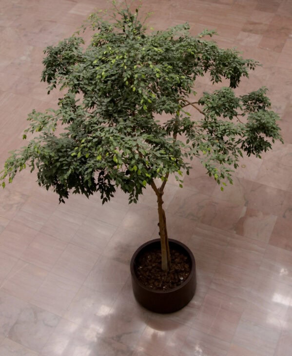 Weeping Fig - Ficus benjamina - Bonsai