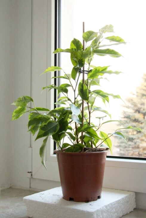 Weeping Fig - Ficus benjamina