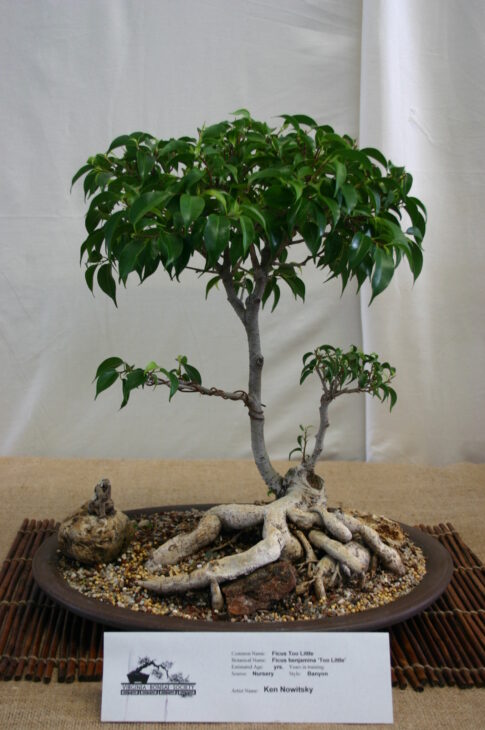 Weeping Fig - Ficus benjamina - Bonsai