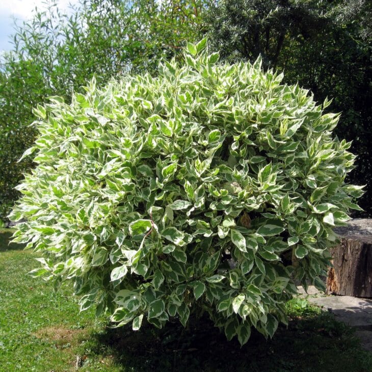 Weeping Fig - Ficus benjamina