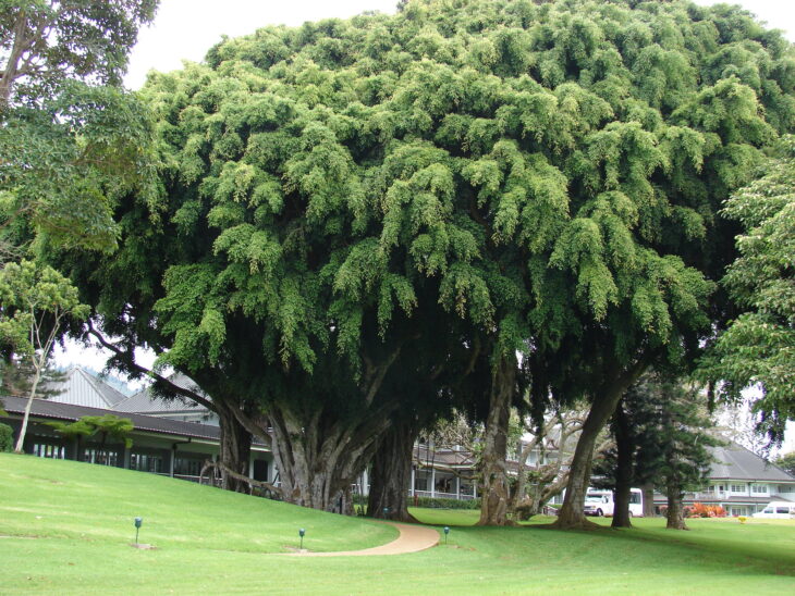 Weeping Fig - Ficus benjamina