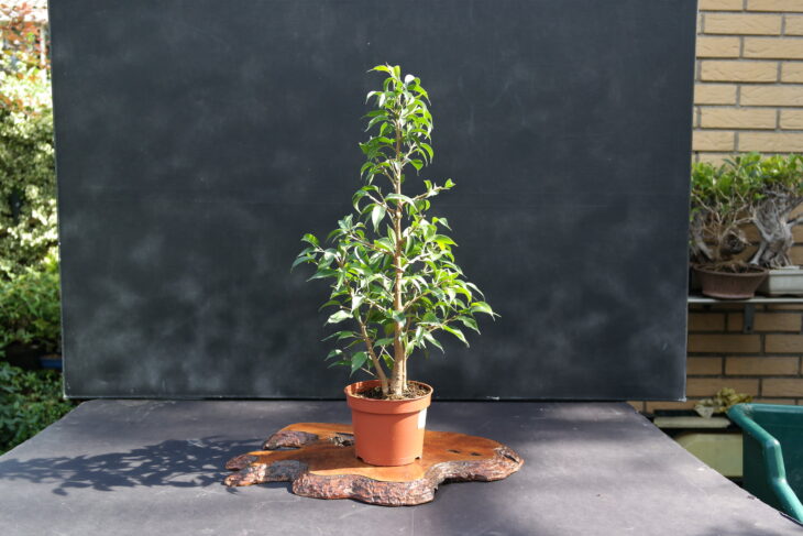 Weeping Fig - Ficus benjamina