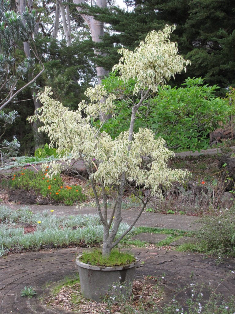 Weeping Fig - Ficus benjamina
