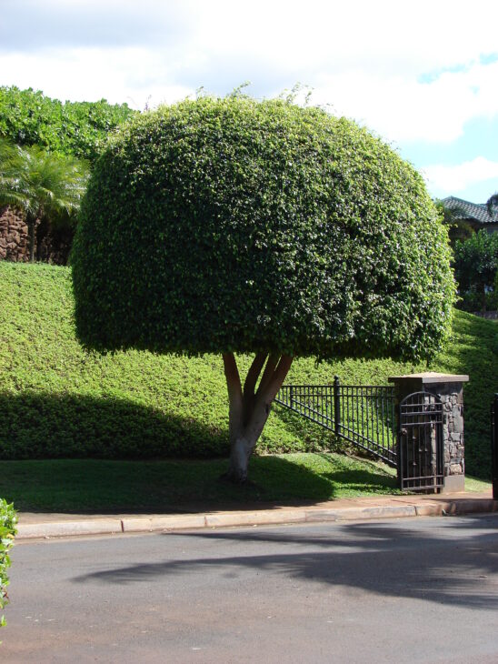 Weeping Fig - Ficus benjamina