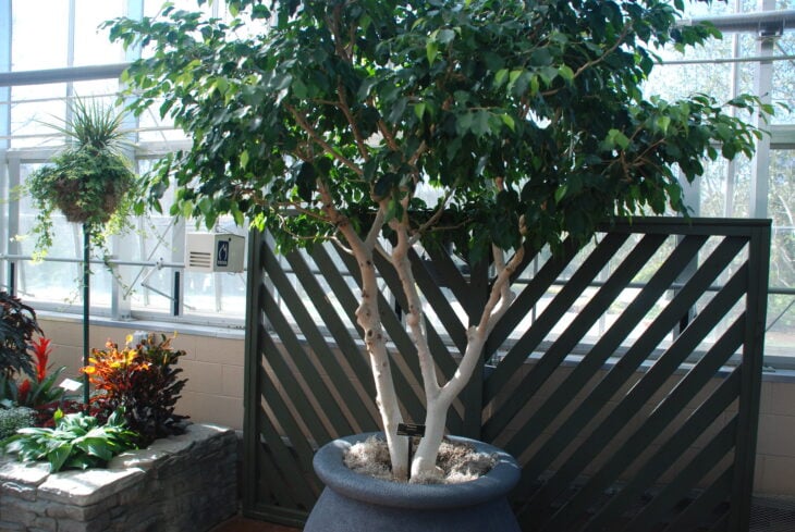 Weeping Fig - Ficus benjamina - Bonsai