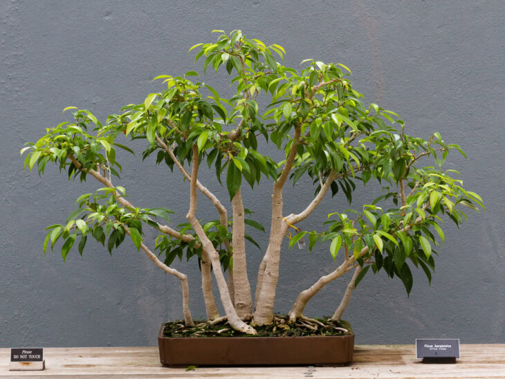 Weeping Fig - Ficus benjamina - Bonsai