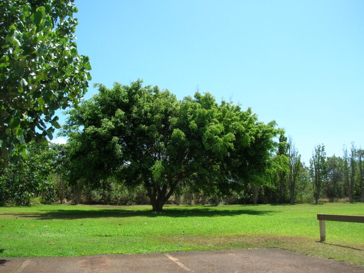 Weeping Fig - Ficus benjamina