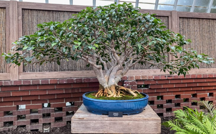 Weeping Fig - Ficus benjamina - Bonsai