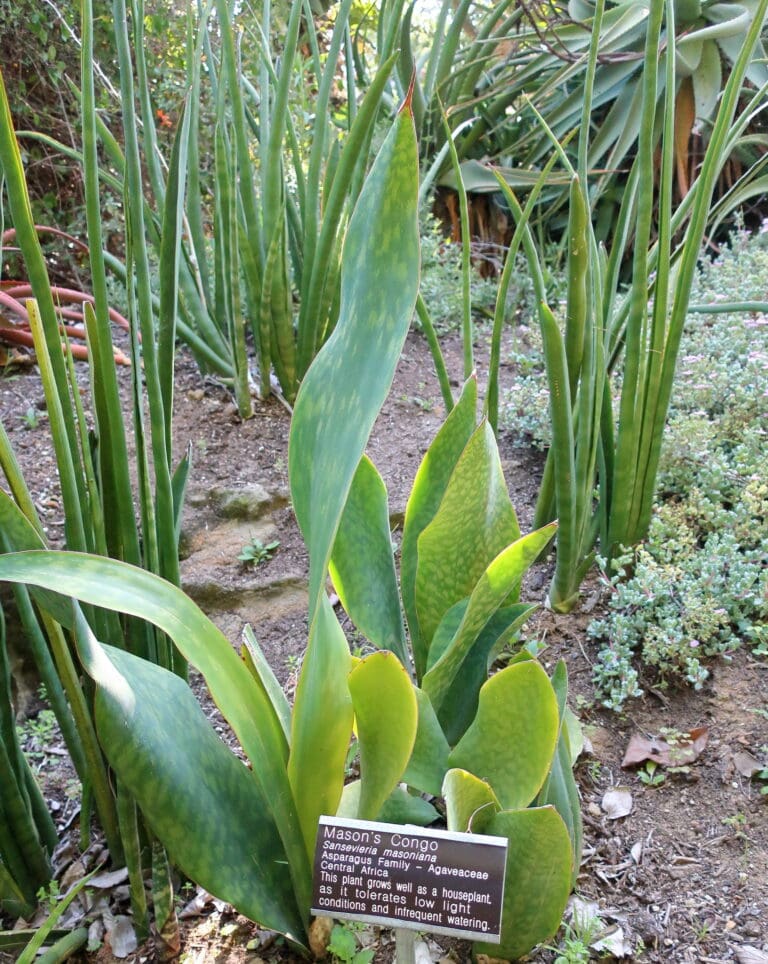 Whale Fin Snake Plant - Sansevieria masoniana