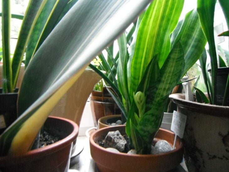 Whale Fin Snake Plant - Sansevieria masoniana