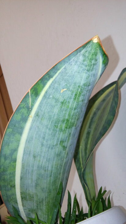 Whale Fin Snake Plant - Sansevieria masoniana