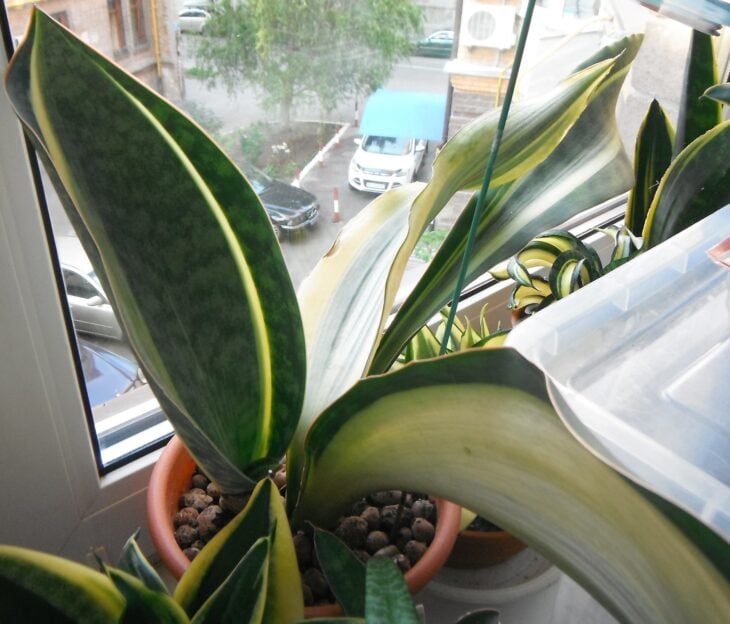 Whale Fin Snake Plant - Sansevieria masoniana