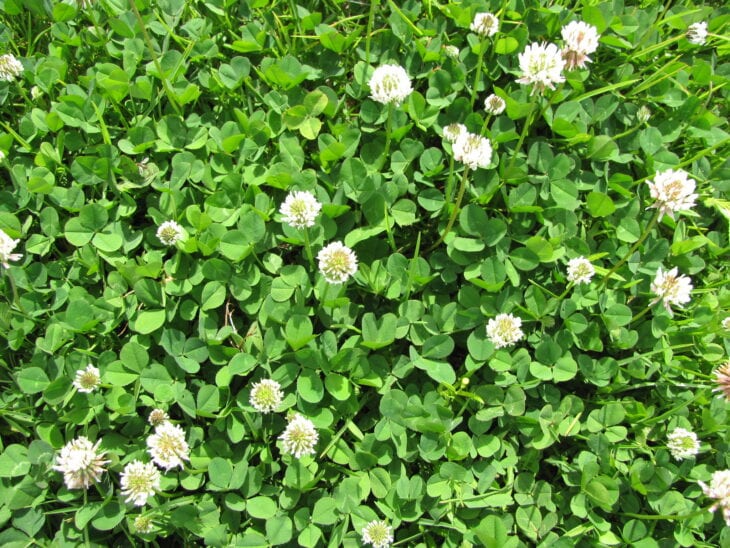 White clover - Trifolium repens