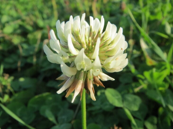 White clover - Trifolium repens