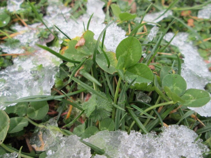 White clover - Trifolium repens
