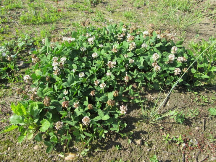 White clover - Trifolium repens