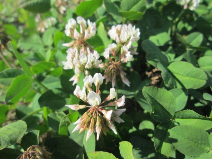 White clover - Trifolium repens