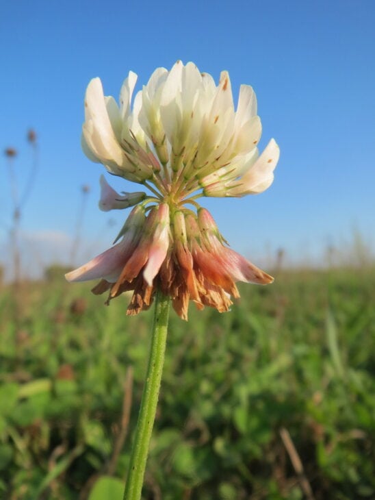 White clover - Trifolium repens