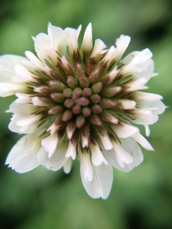 White clover - Trifolium repens