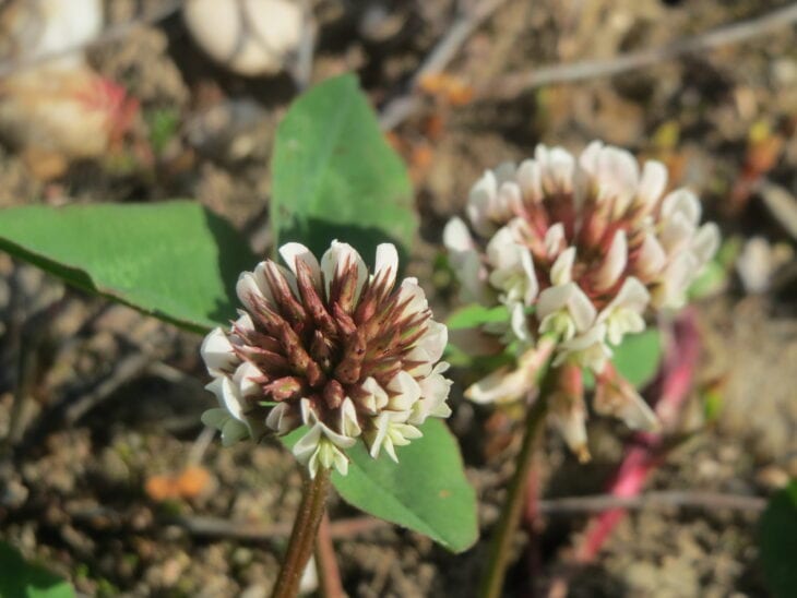 White clover - Trifolium repens