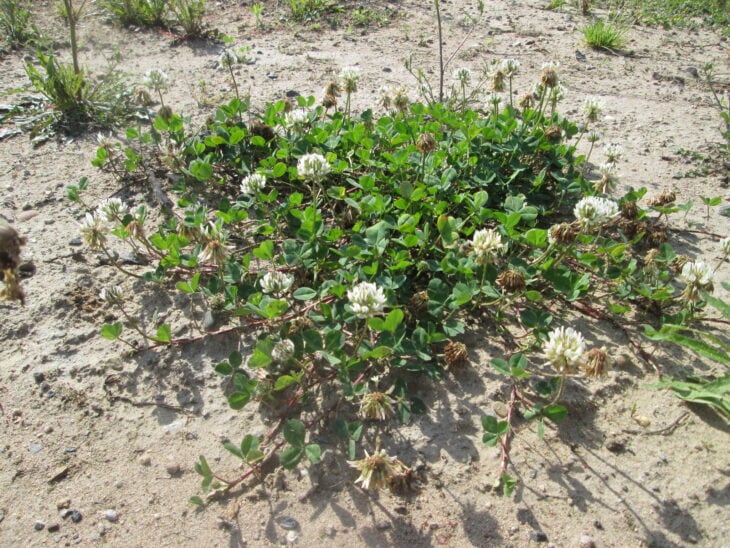 White clover - Trifolium repens