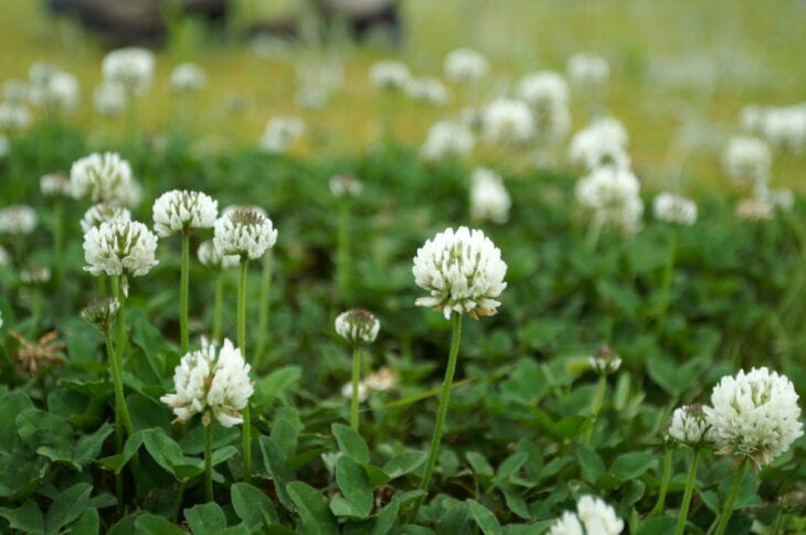 White clover - Trifolium repens