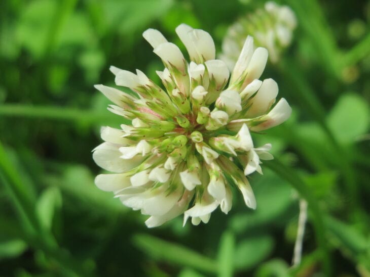 White clover - Trifolium repens