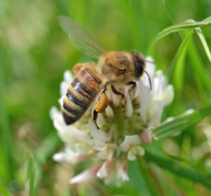 White clover - Trifolium repens