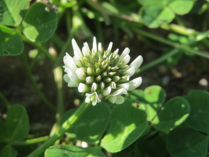 White clover - Trifolium repens