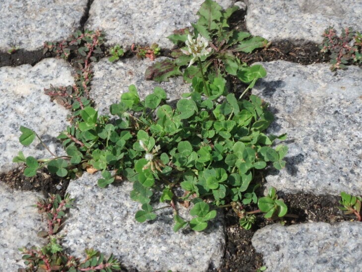 White clover - Trifolium repens
