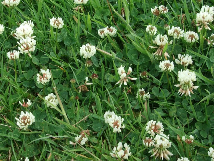 White clover - Trifolium repens