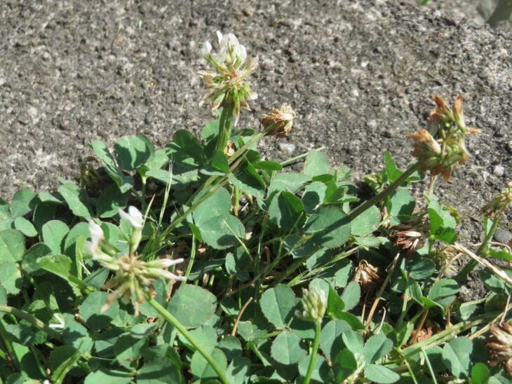 White clover - Trifolium repens