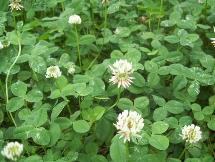 White clover - Trifolium repens