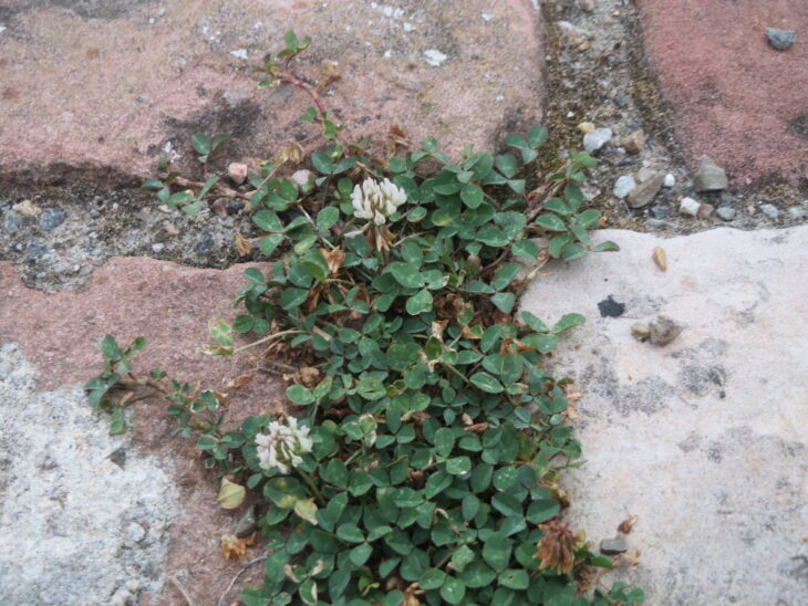 White clover - Trifolium repens