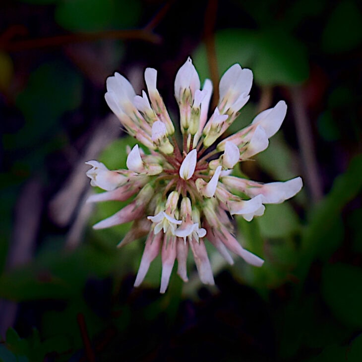 White clover - Trifolium repens