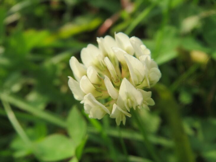 White clover - Trifolium repens