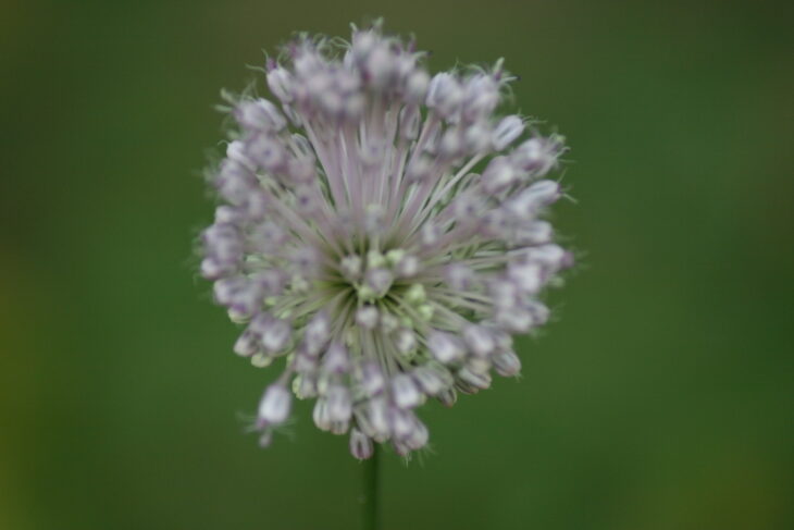 White clover - Trifolium repens