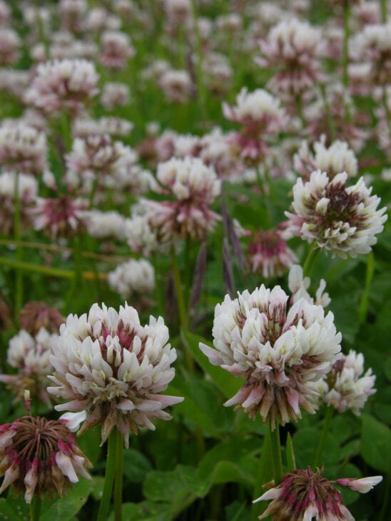 White clover - Trifolium repens