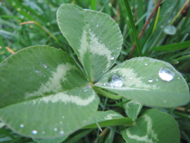 White clover - Trifolium repens