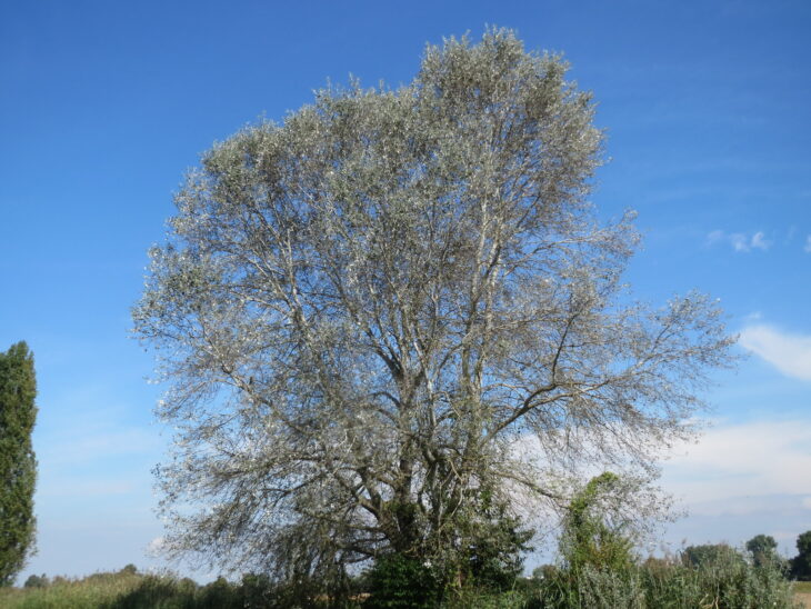 White Poplar - Populus alba