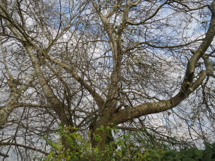 White Poplar - Populus alba
