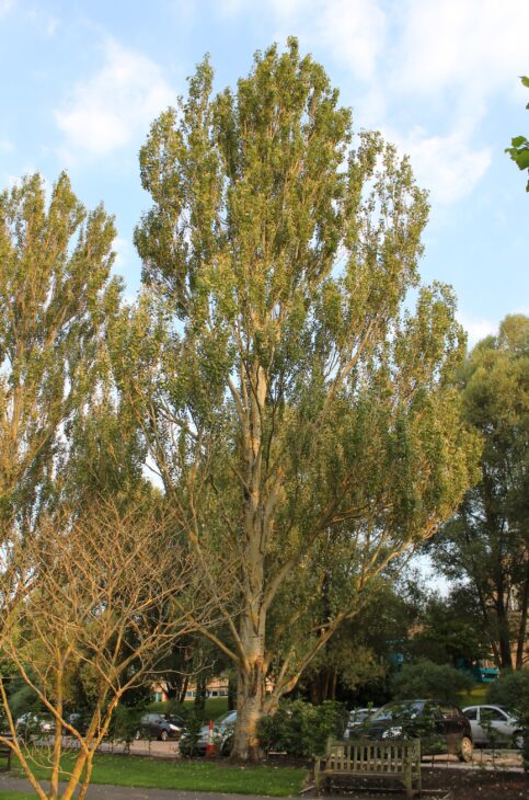 White Poplar - Populus alba