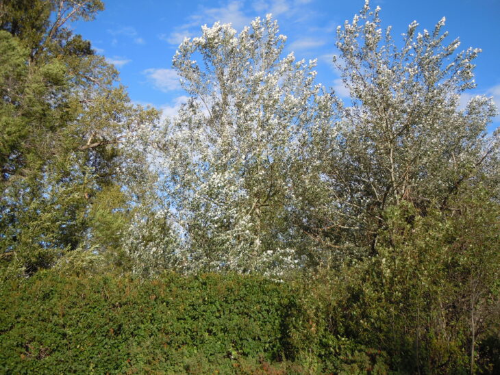 White Poplar - Populus alba
