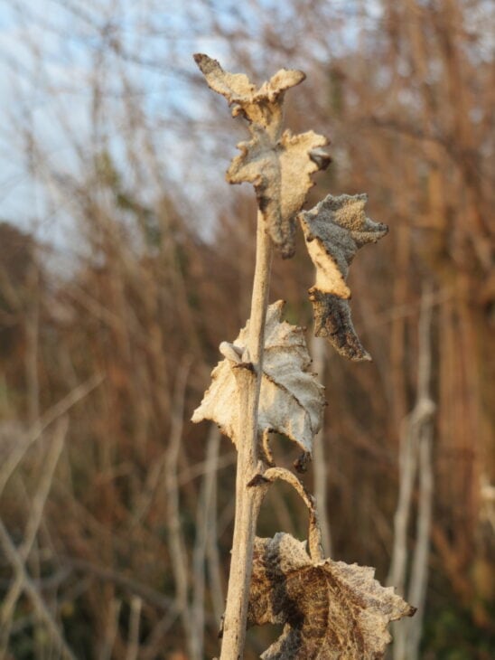 White Poplar - Populus alba