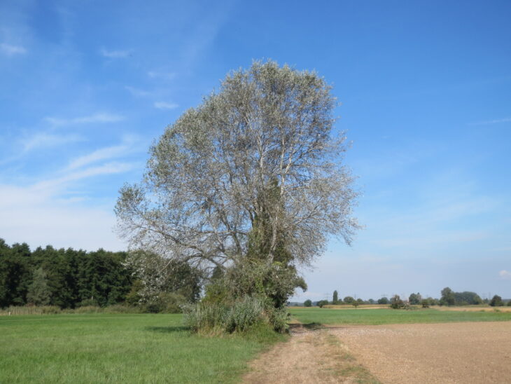 White Poplar - Populus alba