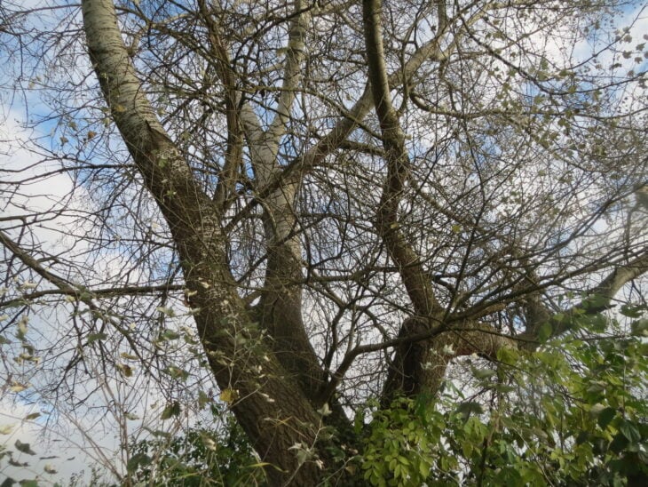 White Poplar - Populus alba