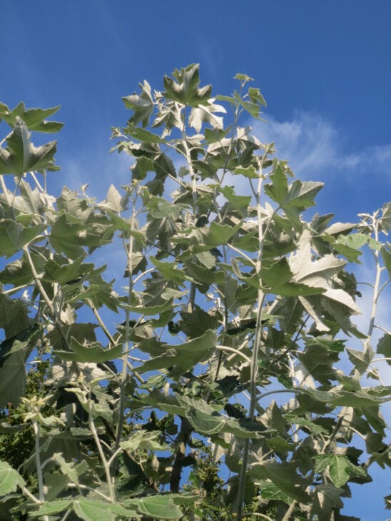 White Poplar - Populus alba