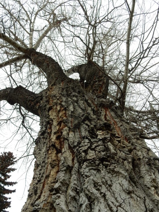 White Poplar - Populus alba