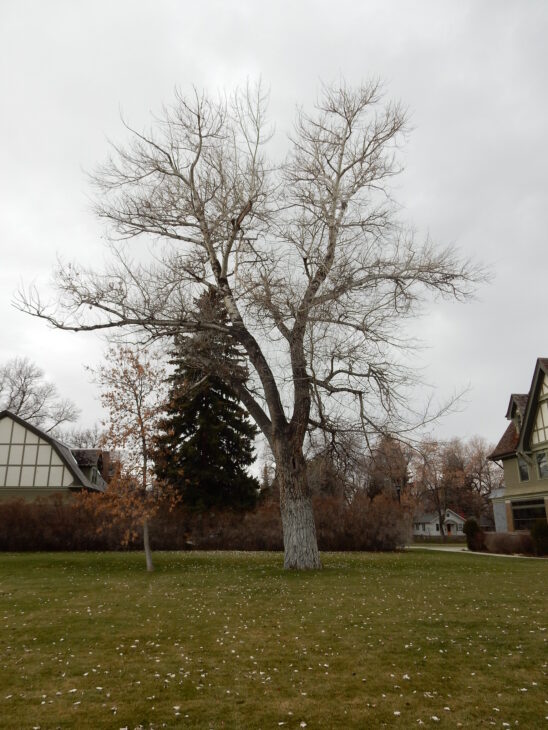 White Poplar - Populus alba