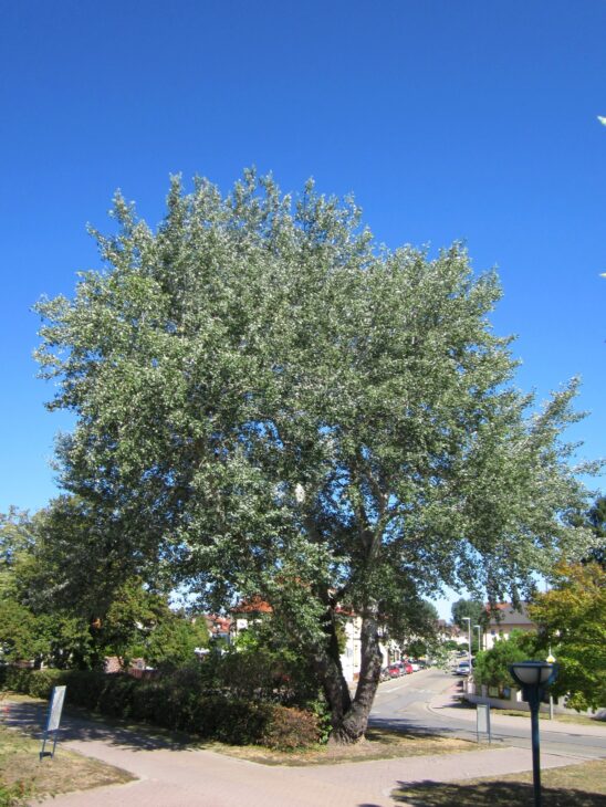 White Poplar - Populus alba